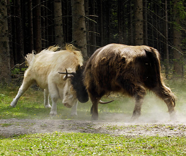 Natur entdecken in der Sinethi.